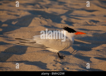 Königliche Seeschwalbe - Sterna Maxima oder Thalasseus Maximus in Miami Beach, am frühen Morgen Stockfoto