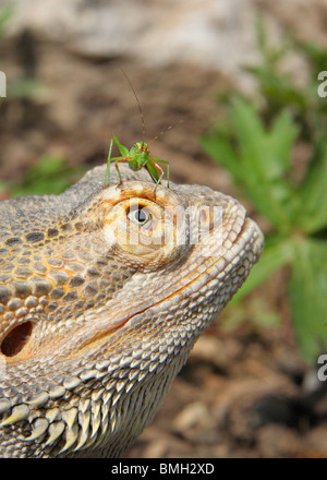 bärtiger Drache Eidechse sitzen im Freien mit einem grünen Heuschrecke Fehler stehen auf seiner Nase Stockfoto