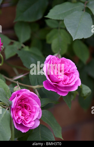 Stieg von Gertrude Jekyll, England, UK Stockfoto