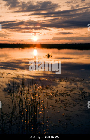 Sonnenaufgang auf der Los Novios Ranch - in der Nähe von Cotulla, Texas USA Stockfoto