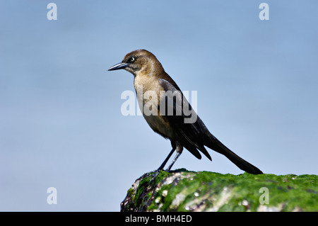 Boot-angebundene Grackle weiblich thront auf einem Algen bedeckten Felsen auf Tybee Island Beach in Chatham County, Georgia Stockfoto