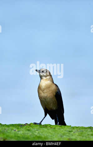 Boot-angebundene Grackle weiblich thront auf einem Algen bedeckten Felsen auf Tybee Island Beach in Chatham County Stockfoto