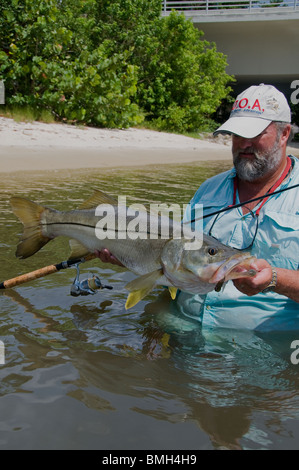 Inshore Angler hefts ein Riesen Snook gefangen in Florida Atlantic Intracoastal Waterway. Die Fische sind reichlich in der Indian River. Stockfoto