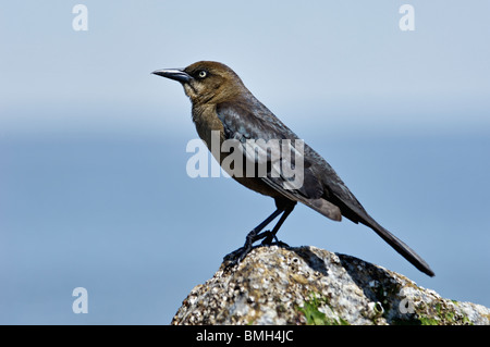 Boot-angebundene Grackle weiblich thront auf einem Algen bedeckten Felsen auf Tybee Island Beach in Chatham County, Georgia Stockfoto