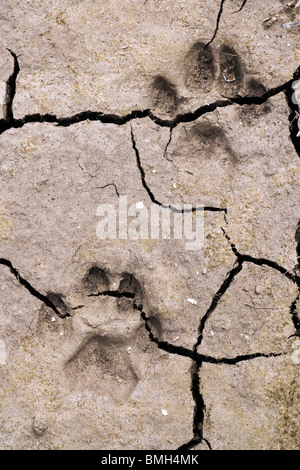 Bobcat Tracks - Los Novios Ranch - in der Nähe von Cotulla, Texas USA Stockfoto