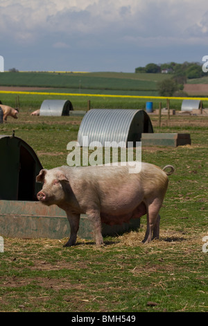 Duroc-Schweine, die für Marks & Spencer unter Aufsicht gezüchtet werden. 100 % Briten, im Freien gezüchtet, RSPCA Assured von M&S Select Farms Arbroath, UK Stockfoto