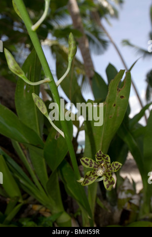 Orchidee, Coelogyne SP. wächst in der Nähe von Strand am Kai Kecil, Molukken, Indonesien Stockfoto