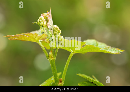 Junge Weinreben Blätter im Frühling in Bordeaux Land Stockfoto