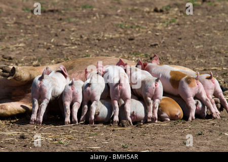 Duroc-Schweine, die für Marks & Spencer unter Aufsicht gezüchtet werden. 100 % Briten, im Freien gezüchtet, RSPCA Assured von M&S Select Farms Arbroath, UK Stockfoto