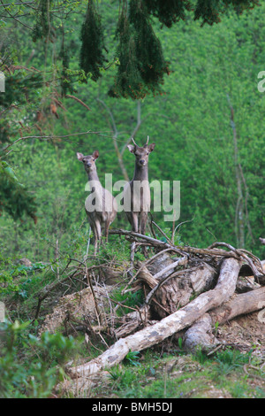 Sika Hirsche Pricket & Hind (Cervus Nippon). Stockfoto