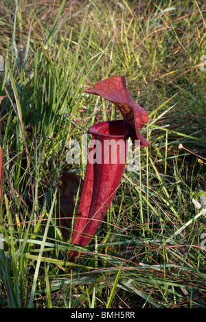 Fleischfressende Pflanzen-Kannenpflanze natürliche Hybride Sarracenia X naczii Florida USA Stockfoto