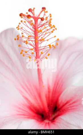 Studio-Makro einer rosa Hibiskus Blume mit den Antheren und stigma Stockfoto