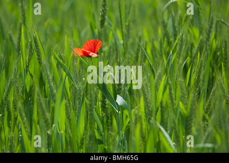 einzelne Mohn in Grünes Weizenfeld im Frühling Stockfoto