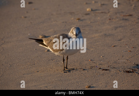 Lachende Möve - Leucophaeus Atricilla oder Larus atricilla Stockfoto