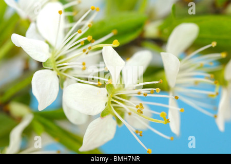 Schwarzen Dorn Blüte. Stockfoto