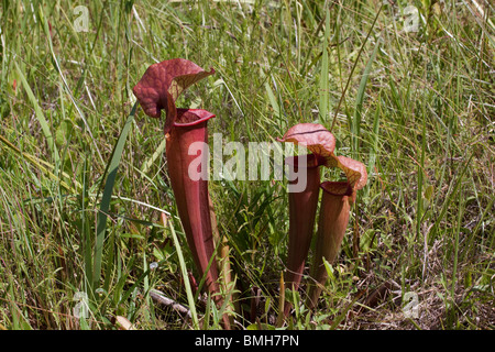 Fleischfressende Pflanzen-Kannenpflanze natürliche Hybride Sarracenia X naczii Florida USA Stockfoto