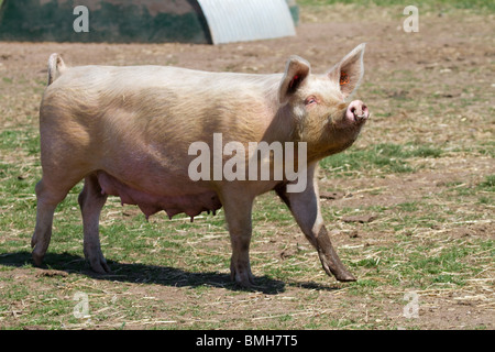 Duroc-Schweine, die für Marks & Spencer unter Aufsicht gezüchtet werden. 100 % Briten, im Freien gezüchtet, RSPCA Assured von M&S Select Farms Arbroath, UK Stockfoto