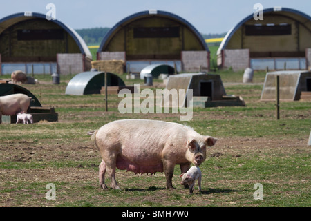 Duroc-Schweine, die für Marks & Spencer unter Aufsicht gezüchtet werden. 100 % Briten, im Freien gezüchtet, RSPCA Assured von M&S Select Farms Arbroath, UK Stockfoto