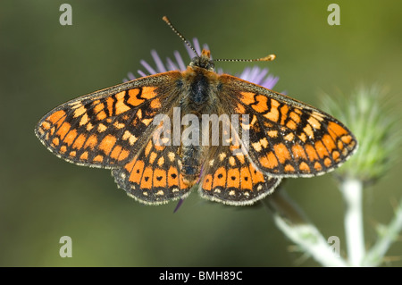 Marsh Fritillary (Etikett Aurinia) Stockfoto