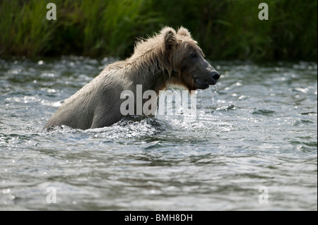 Brauner Bär Fischen, Brooks Falls, Katmai Nationalpark, Alaska Stockfoto