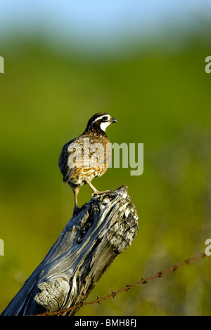 Nördlichen Wachtel - Los Novios Ranch - in der Nähe von Cotulla, Texas USA Stockfoto