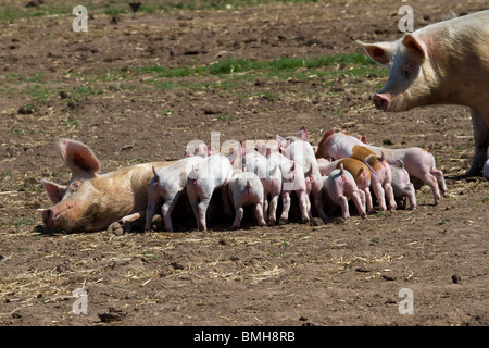 Duroc-Schweine, die für Marks & Spencer unter Aufsicht gezüchtet werden. 100 % Briten, im Freien gezüchtet, RSPCA Assured von M&S Select Farms Arbroath, UK Stockfoto