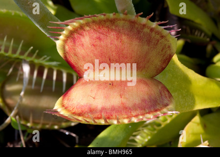 Venusfliegenfalle Dionaea Muscipula offene Falle südöstlichen USA fotografiert im natürlichen Lebensraum Stockfoto