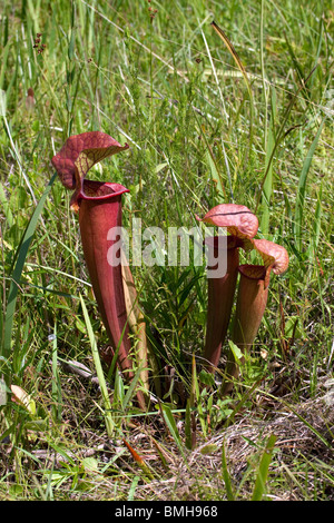 Fleischfressende Pflanzen-Kannenpflanze natürliche Hybride Sarracenia X naczii Florida USA Stockfoto