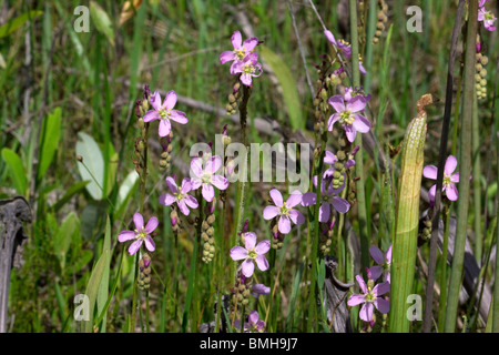 Fleischfressende Pflanze Thread-leaved Sonnentau in voller Blüte Drosera Filiformis Var Tracyi Alabama USA Stockfoto