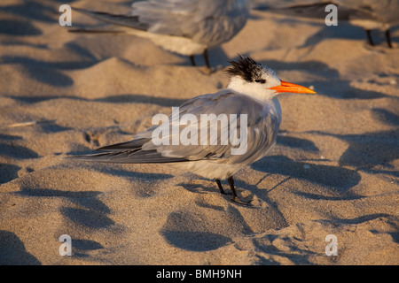 Königliche Seeschwalbe - Sterna Maxima oder Thalasseus Maximus in Miami Beach, am frühen Morgen Stockfoto