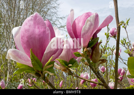 Magnolia Soulangeana in Blüte Stockfoto