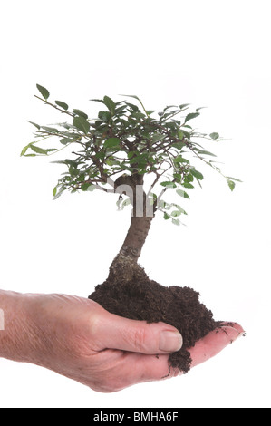 Hand, die Bonsai-Baum Stockfoto