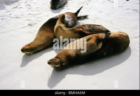 Seelöwen am Strand auf den Galapagos Inseln. Erstaunliche Unterwasserwelt. Stockfoto