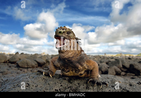 Marine Iguana, Santa Cruz Insel, Galapagos-Inseln, Ecuador. Stockfoto