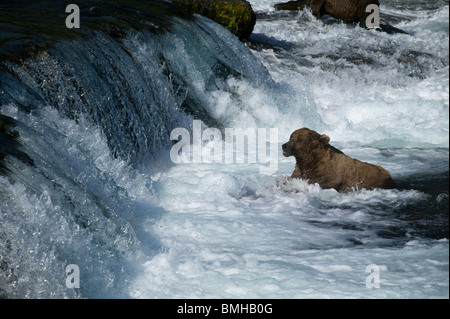 Braunbär, Brooks Falls, Katmai Nationalpark, Alaska Stockfoto