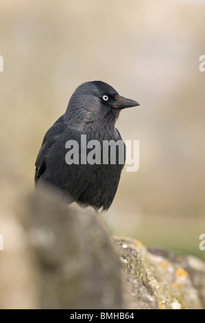 Dohle, (Corvus Monedula) thront auf Trockenmauer, Derbyshire Stockfoto