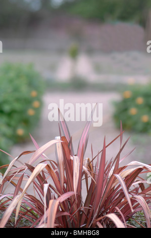 Dracaena Stockfoto