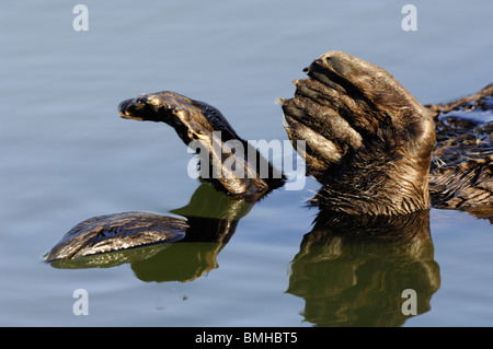 Stock Foto Nahaufnahme Bild ein Seeotter Schwimmflossen. Stockfoto