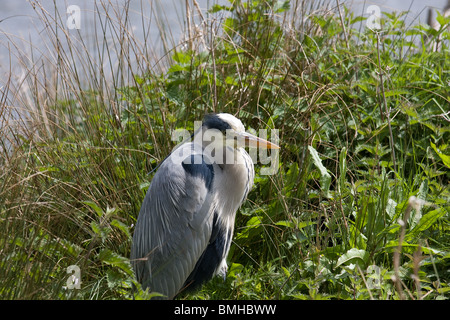 Ein Graureiher ruht auf einer Insel. Stockfoto