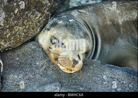 Sea Lion Welpen schlafen mit Kopf auf Felsen Stockfoto