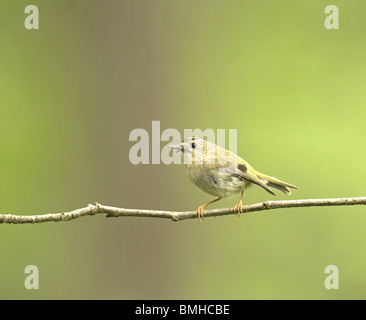 Wintergoldhähnchen, Regulus, Regulus, auf einem Zweig mit Caterpillar in seinen Mund Sommer uk Stockfoto