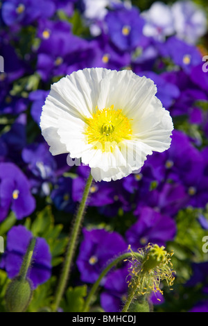 Papaver Croceum - Mohn weiss - Summer Breeze Stockfoto