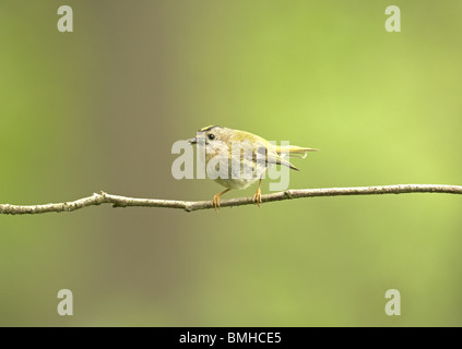 Wintergoldhähnchen, Regulus, Regulus, auf einem Zweig mit Caterpillar in seinen Mund Sommer uk Stockfoto