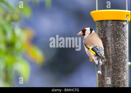 Stieglitz auf ein Nyjer Samen Vogelhaus im Garten Stockfoto