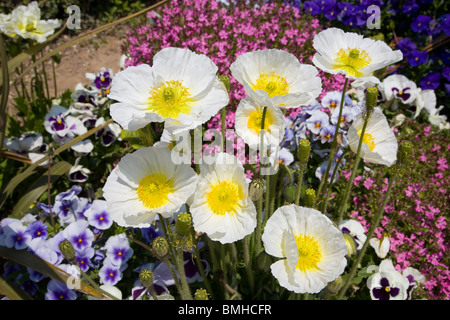 Papaver Croceum - Mohn weiss - Summer Breeze Stockfoto