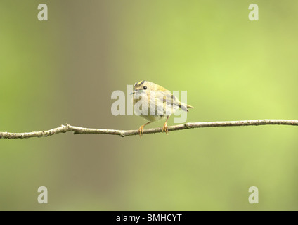 Wintergoldhähnchen, Regulus, Regulus, auf einem Zweig mit einer Raupe in seinen Mund Sommer uk Stockfoto