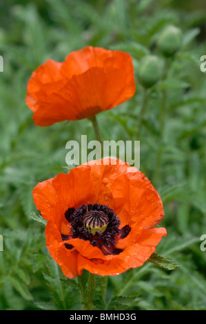 Orientalische Mohn, Papaver Orientale Stockfoto