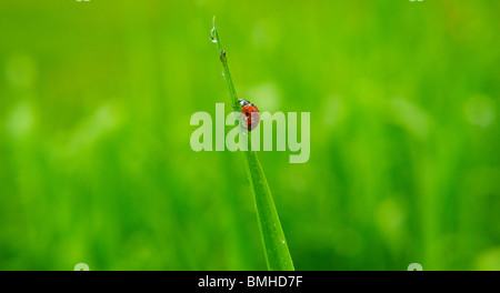 Marienkäfer, Marienkäfer (Coccinellidae) klettern Stiel Stockfoto