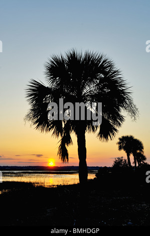 Sonnenuntergang und Silhouette Palme gesehen in einem Sumpf in Chatham County, Georgia Stockfoto