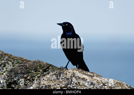 Boot-angebundene Grackle thront auf einem Barnacle überdachte Rock auf Tybee Island Beach in Chatham County, Georgia Stockfoto